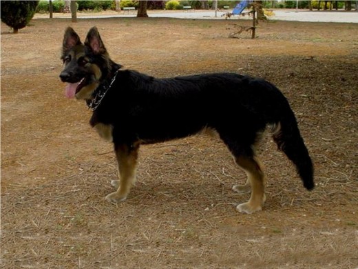 NUKY PASTOR ALEMAN HEMBRA SIETE MESES